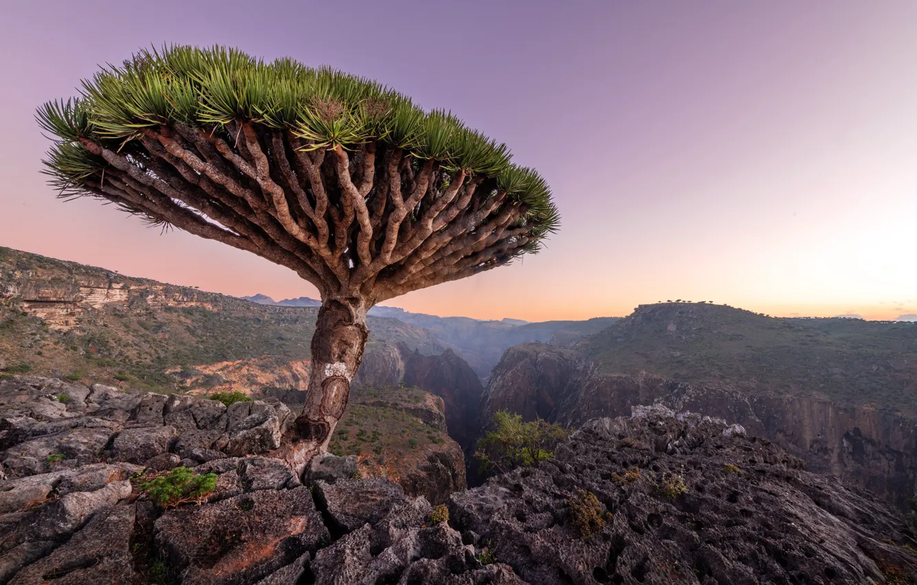 Photo wallpaper Socotra, Dragon Blood Tree, Socotra, Archipelago Arabian, The Arabian Archipelago, Dragon Blood Tree