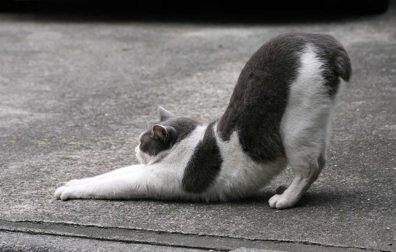 Photo wallpaper cat, cat, asphalt, street, black and white, Kote, stretching, short tail
