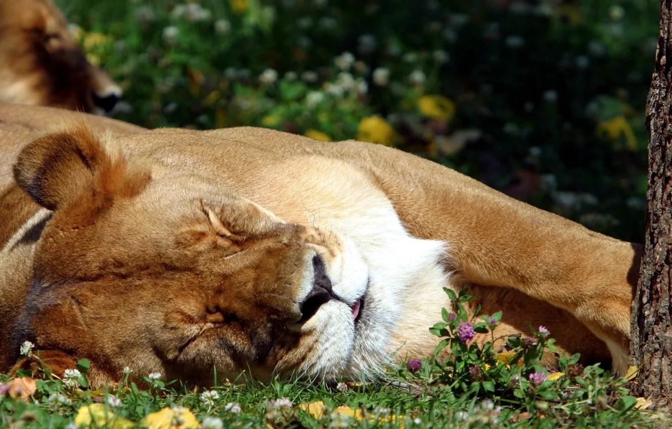 Photo wallpaper language, grass, Leo, sleeping