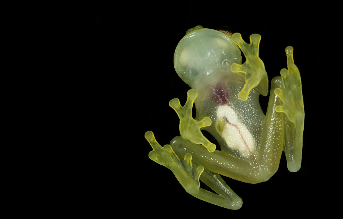 Photo wallpaper frog, black background, the dark background