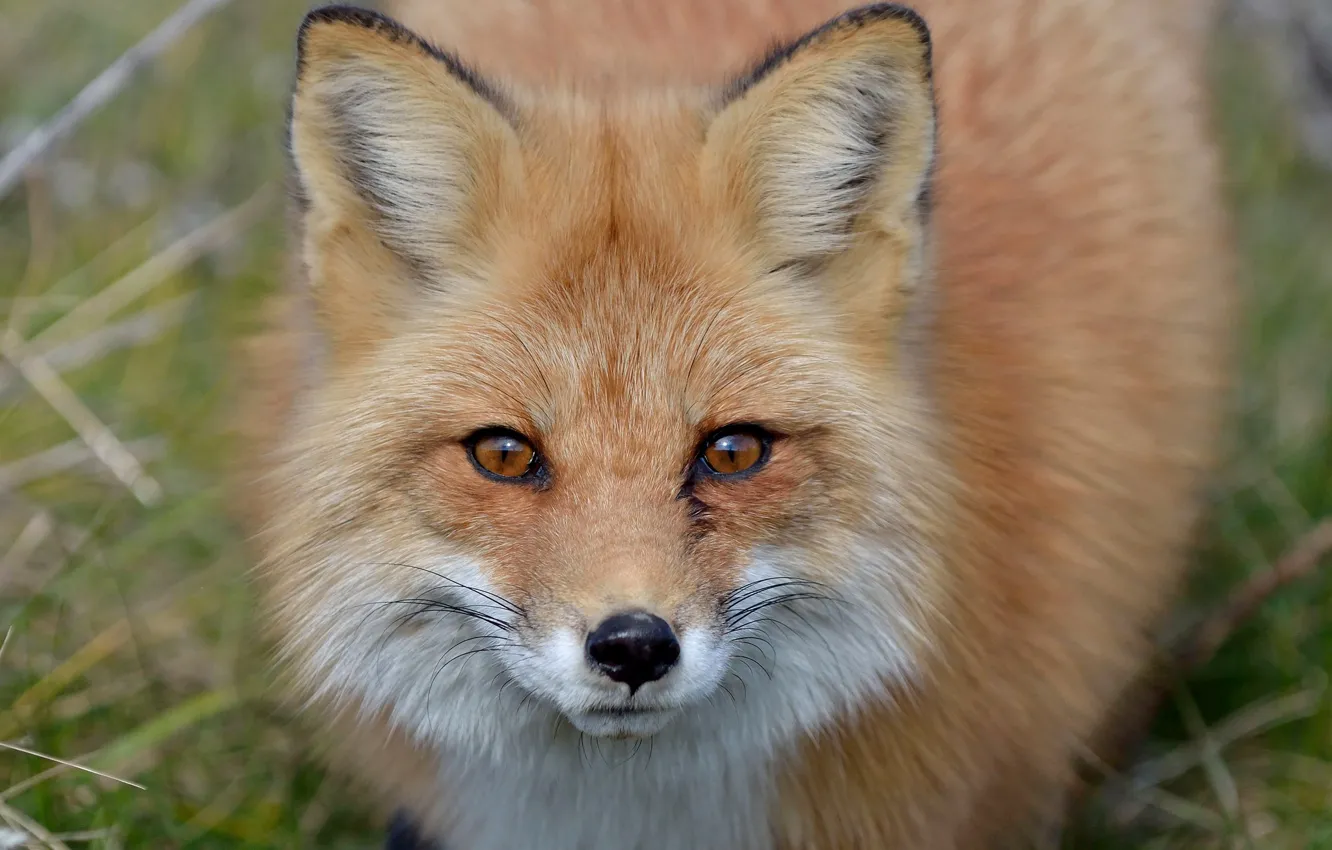 Photo wallpaper face, Fox, Fox