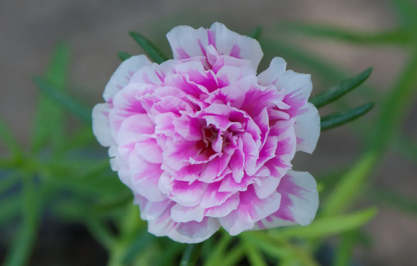 Photo wallpaper macro, flowers, nature, petals, Purslane