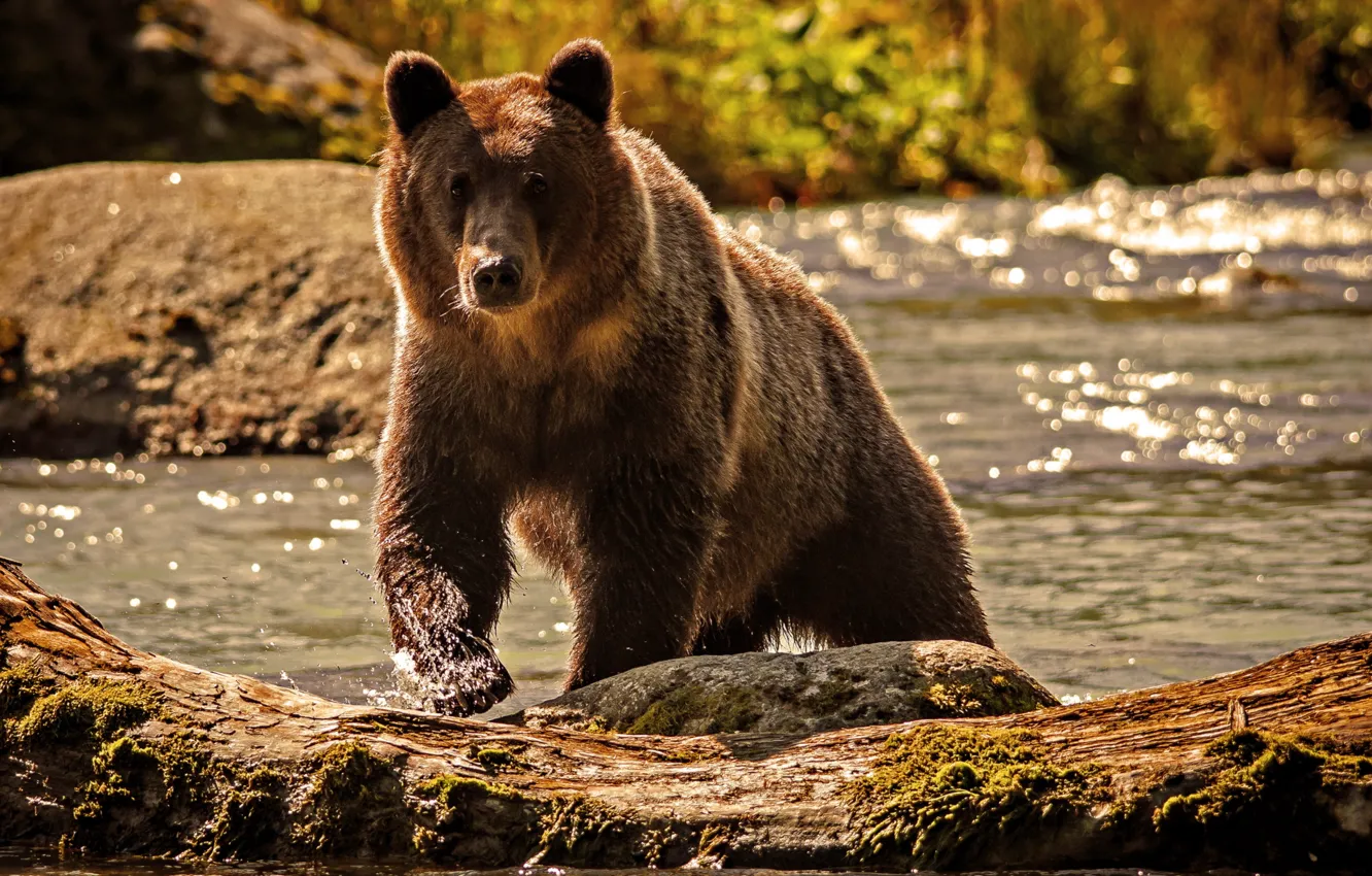 Photo wallpaper water, nature, river, bear