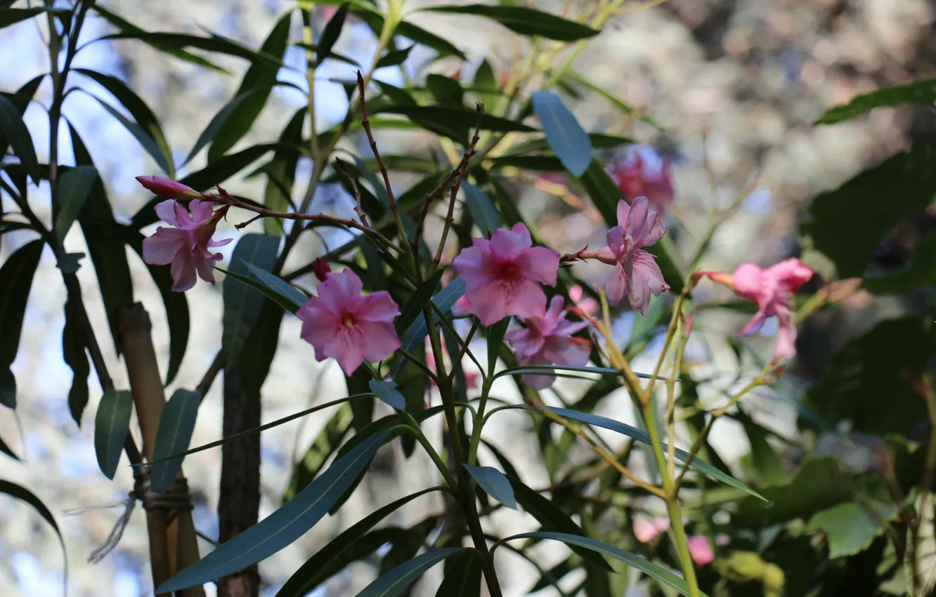 Photo wallpaper nature, spring, oleander