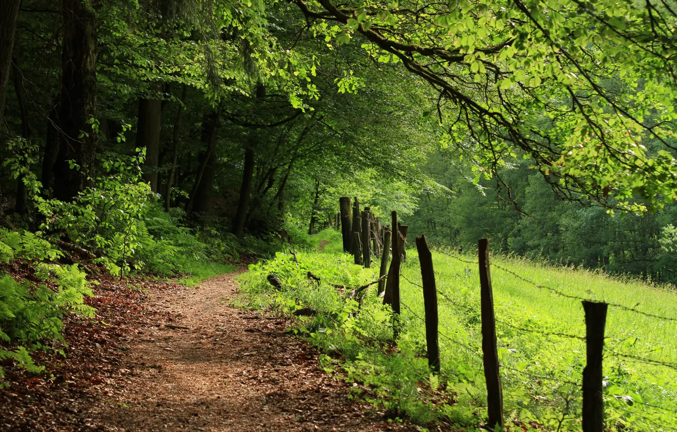 Photo wallpaper Forest, Summer, Trail, Nature, Summer, Green Day, Forest, Path