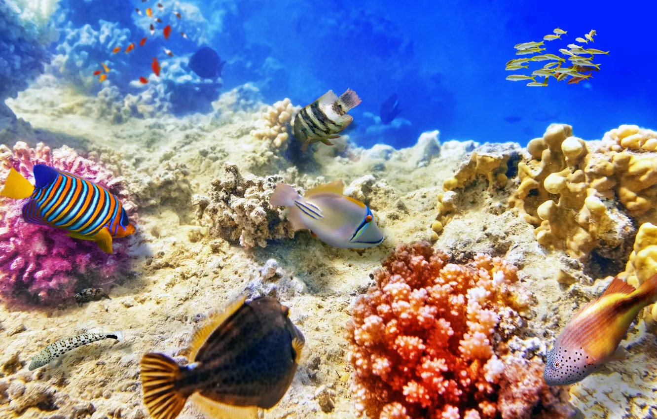 Photo wallpaper sea, fish, the bottom, corals, underwater world