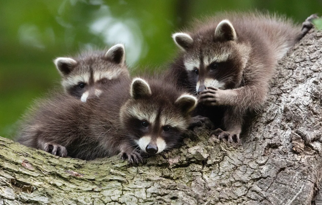 Photo wallpaper trees, Germany, raccoon, cub, three, Germany, Kassel, Kassel