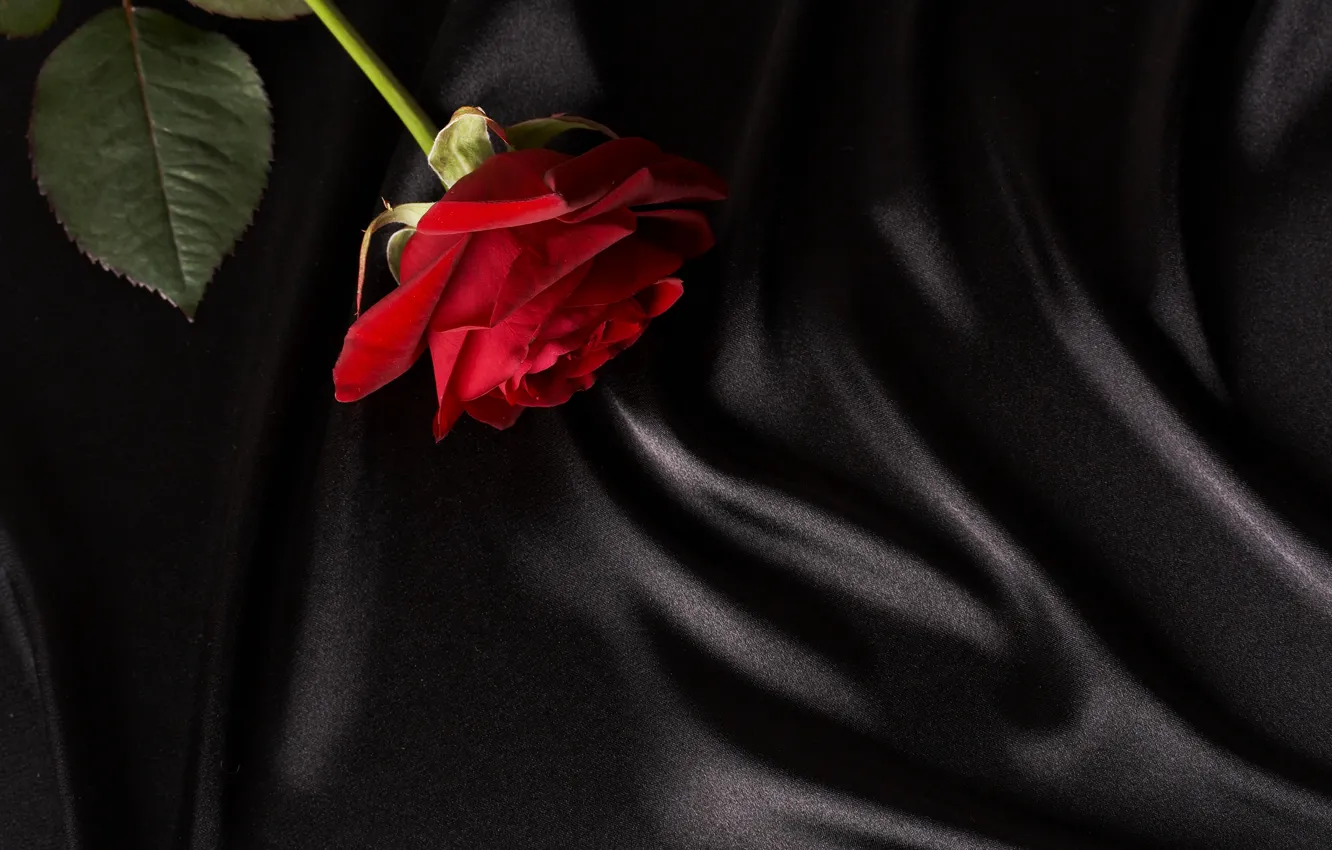 Photo wallpaper rose, black, fabric, red, closeup