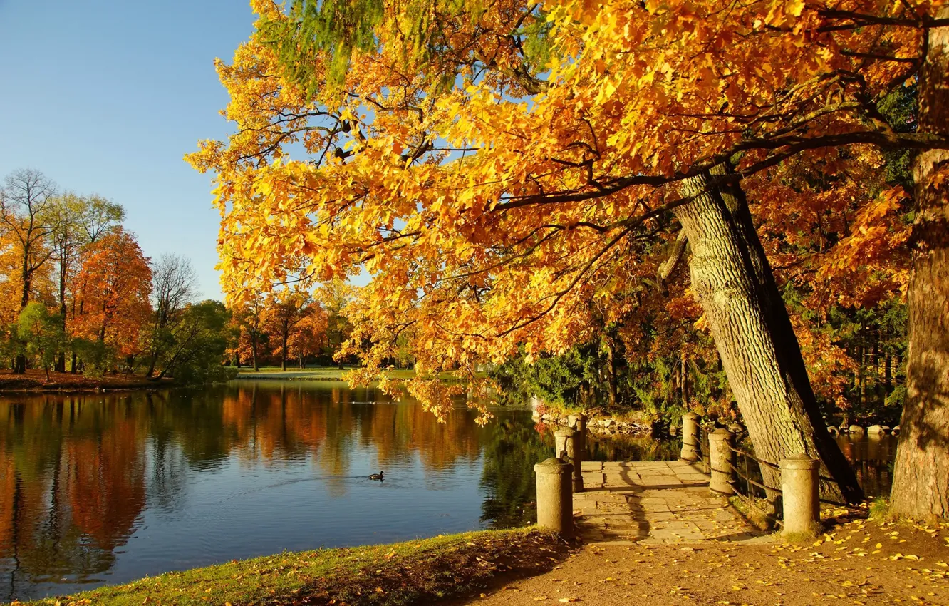 Photo wallpaper autumn, trees, lake, pond, Park, Sergey Andreevich