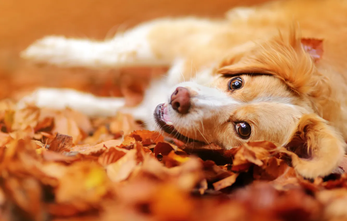 Photo wallpaper autumn, look, face, leaves, mood, dog