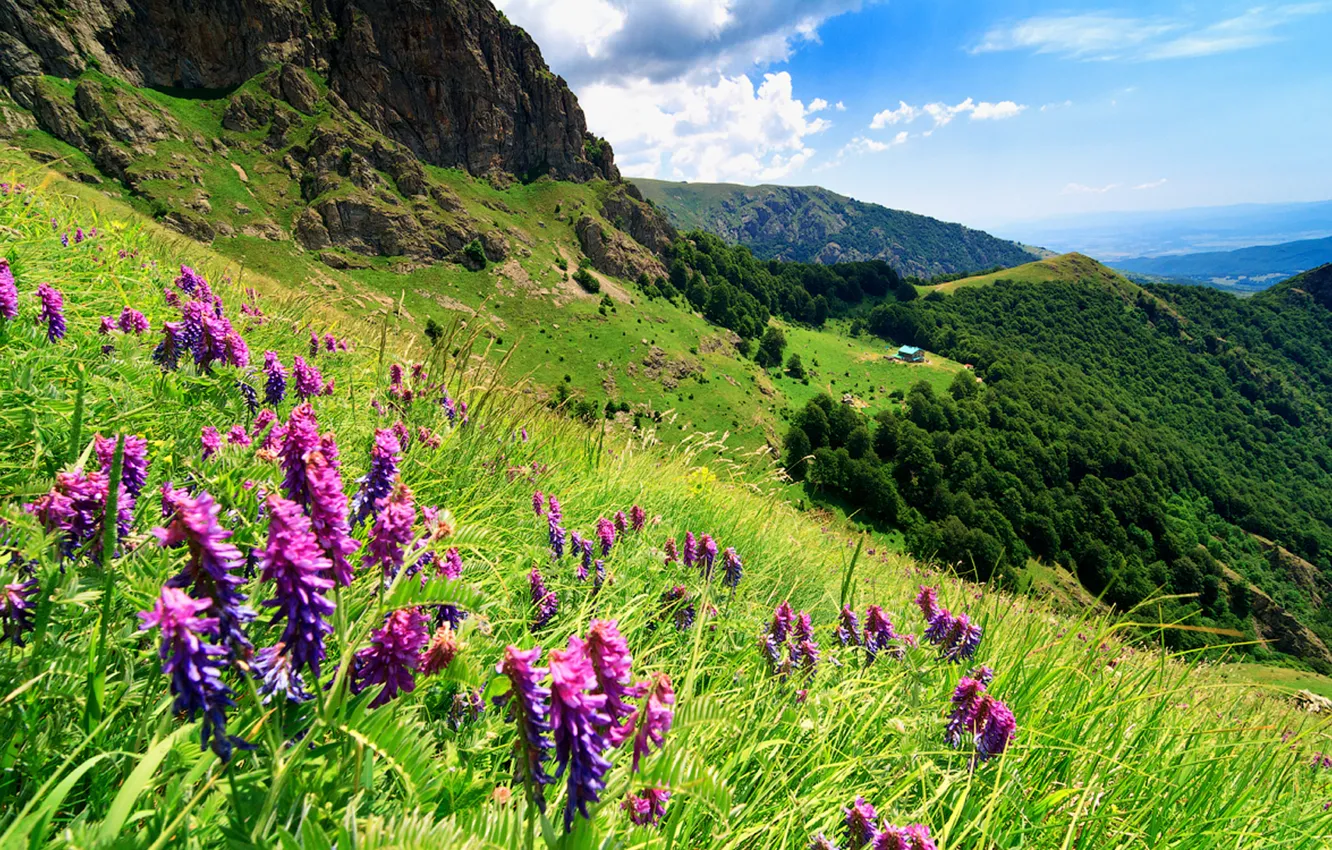 Photo wallpaper forest, the sky, grass, clouds, trees, landscape, flowers, mountains