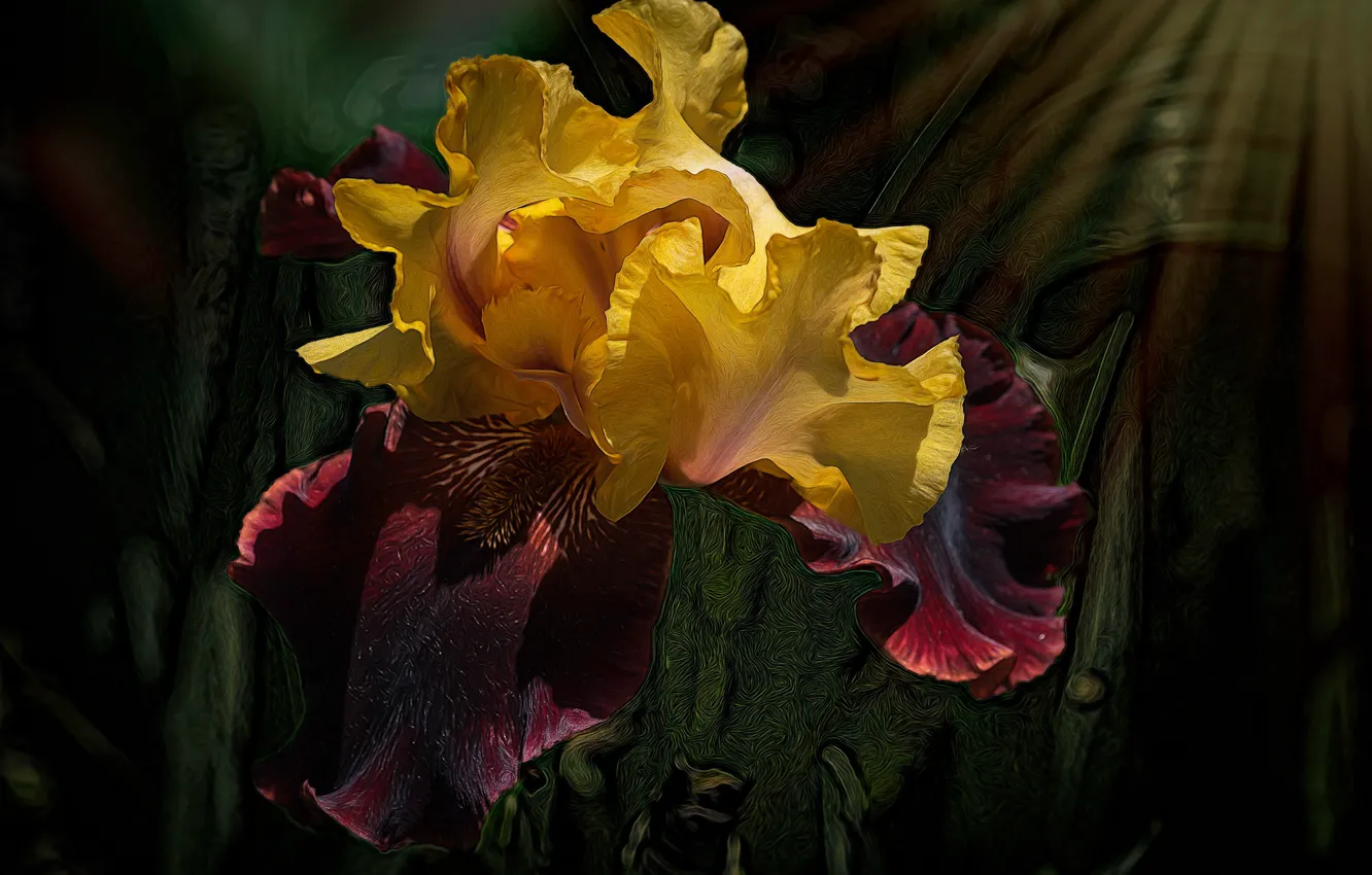 Photo wallpaper macro, light, flowers, yellow, the dark background, treatment, petals, Burgundy