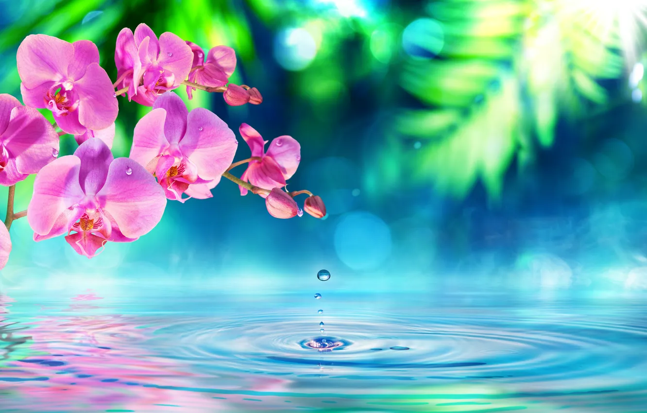 Photo wallpaper water, flowers, branch, Orchid