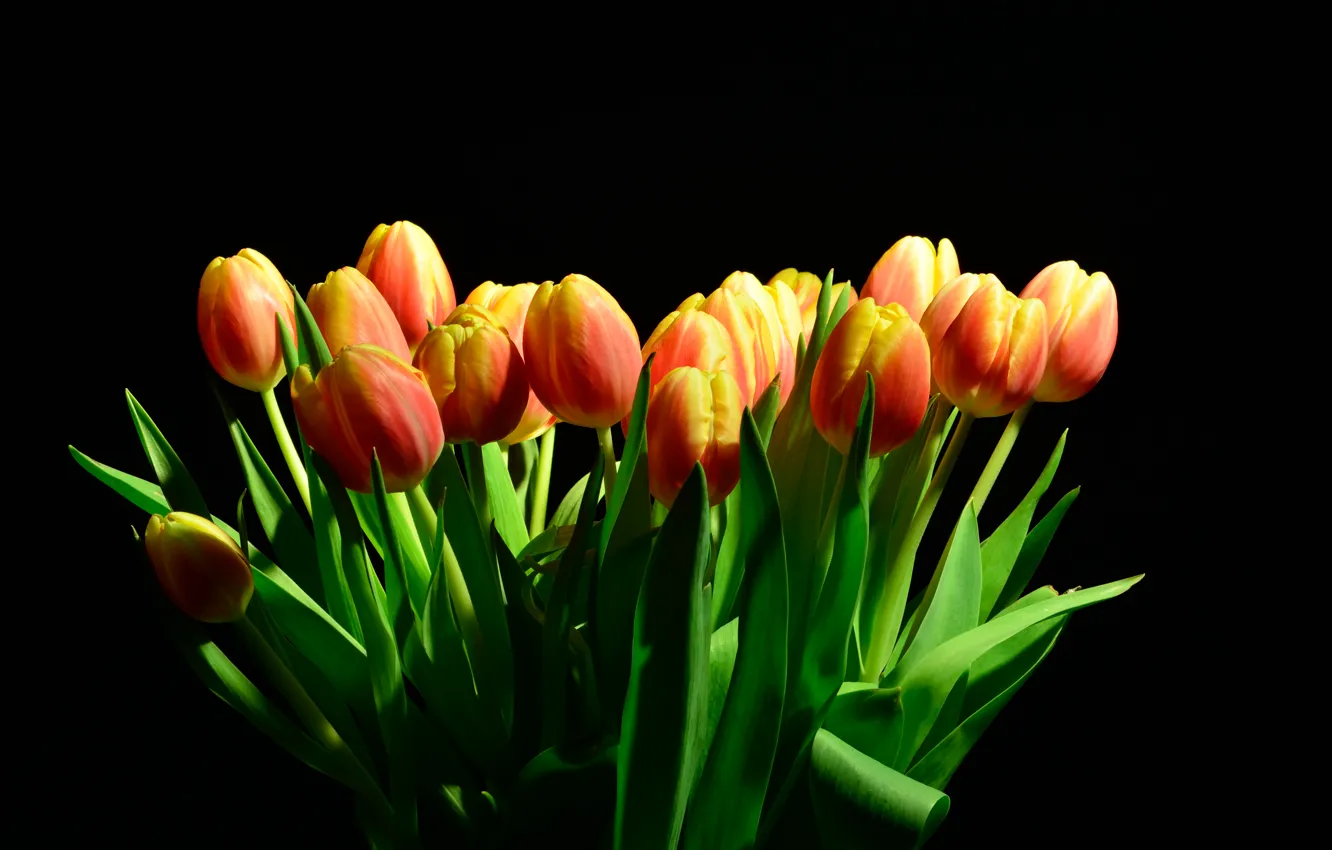 Photo wallpaper light, background, tulips, black, background, tulips
