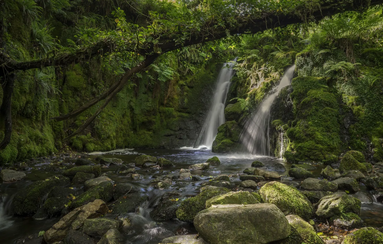 Photo wallpaper forest, trees, river, stones, England, waterfall, moss, Devon