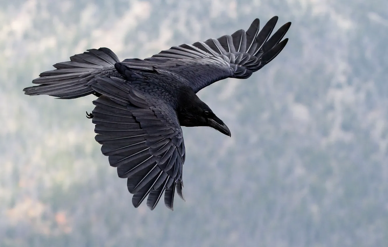 Photo wallpaper flight, bird, wings, beak, Raven