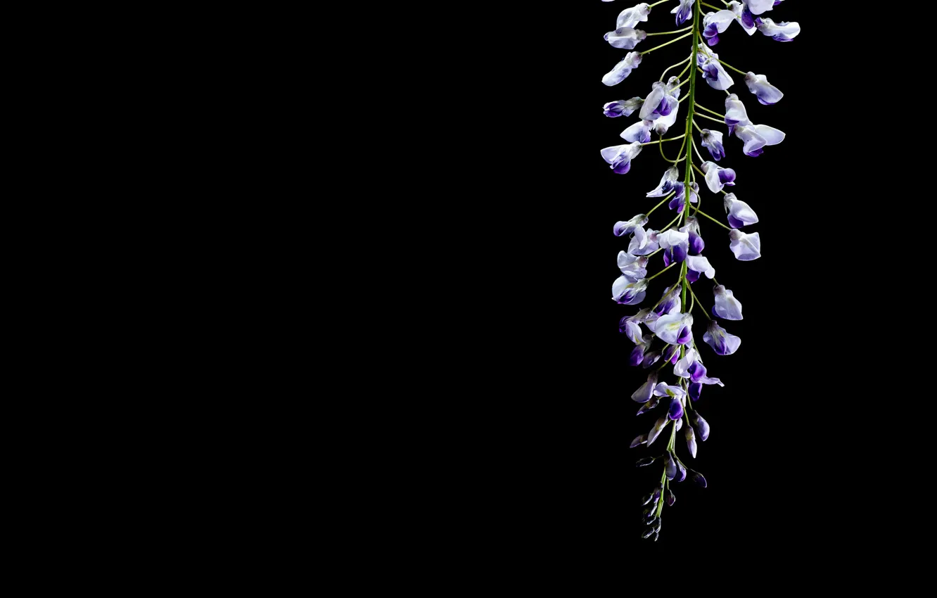 Photo wallpaper flowers, background, Wisteria