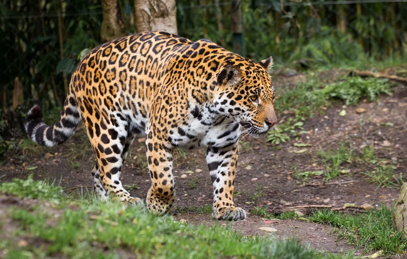 Photo wallpaper predator, power, spot, Jaguar, walk, wild cat, zoo