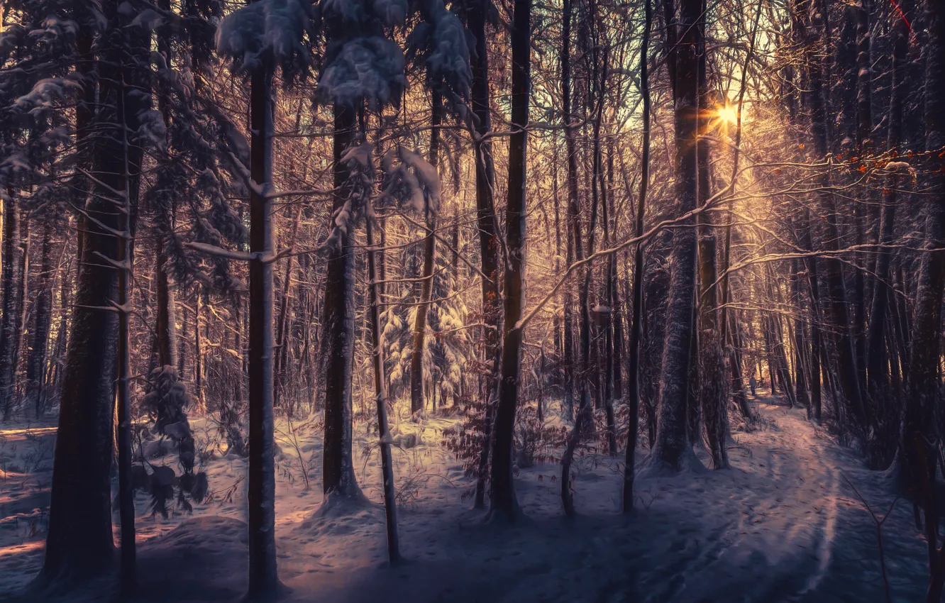 Photo wallpaper winter, forest, snow, trees, hdr, the rays of the sun