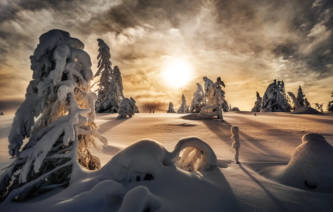 Photo wallpaper winter, forest, the sky, the sun, clouds, light, snow, in the snow
