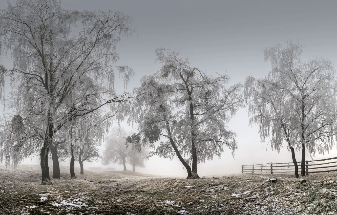 Photo wallpaper winter, trees, fog