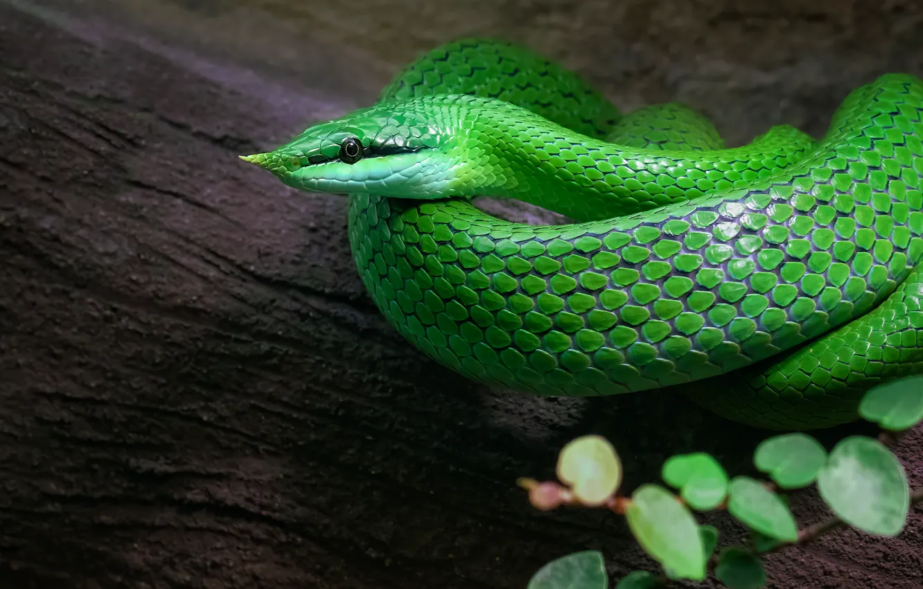 Photo wallpaper green, trees, leaves, snake, reptile, bark