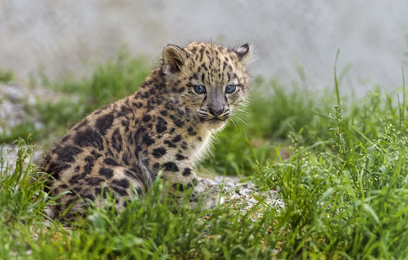 Photo wallpaper cat, grass, IRBIS, snow leopard, kitty, cub, ©Tambako The Jaguar