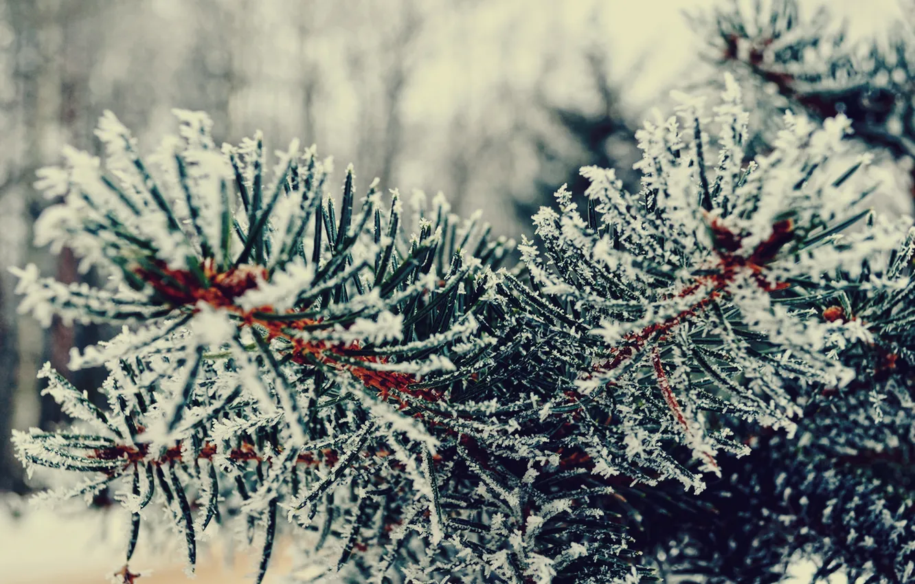 Photo wallpaper winter, snow, needles, tree, branch