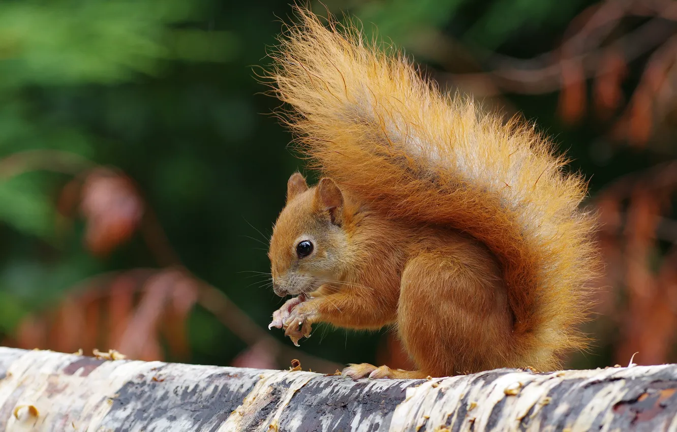 Photo wallpaper protein, tail, red, rodent