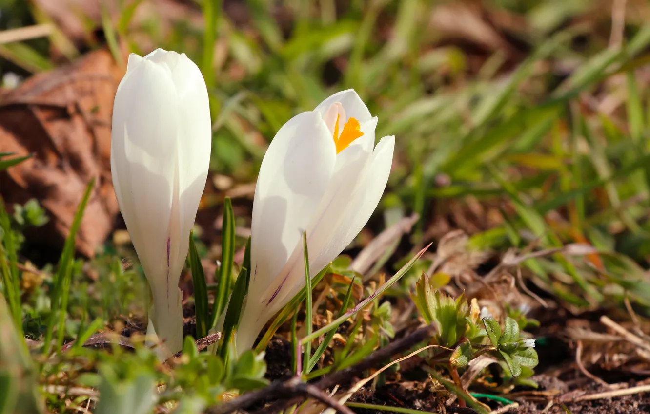Photo wallpaper white, flower, Crocus