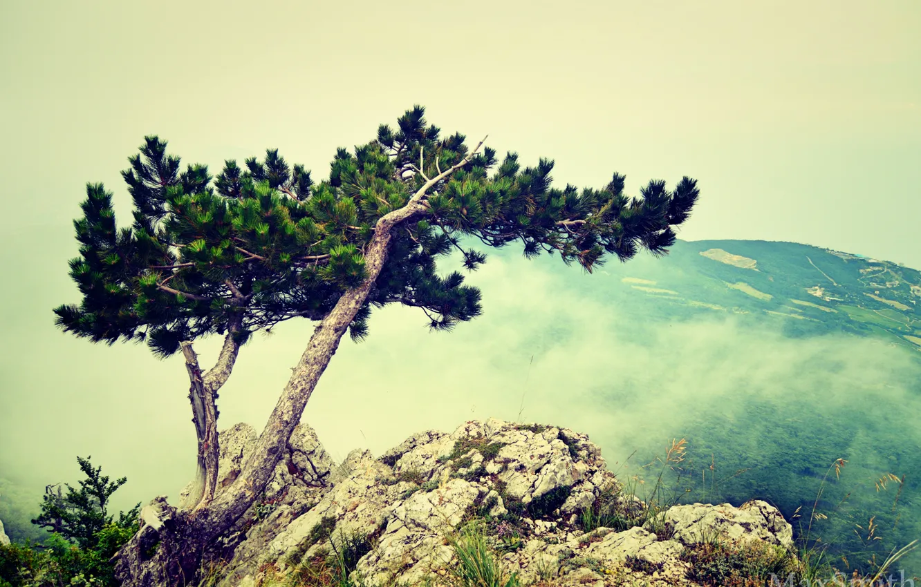 Photo wallpaper trees, mountains, nature, Crimea, aypetri