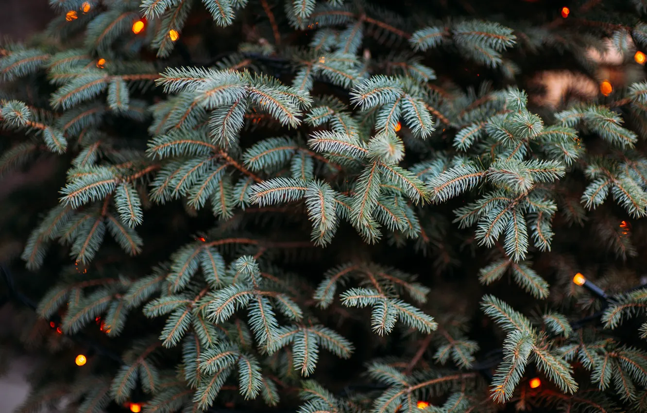 Photo wallpaper needles, branches, tree, spruce, blue, fir tree