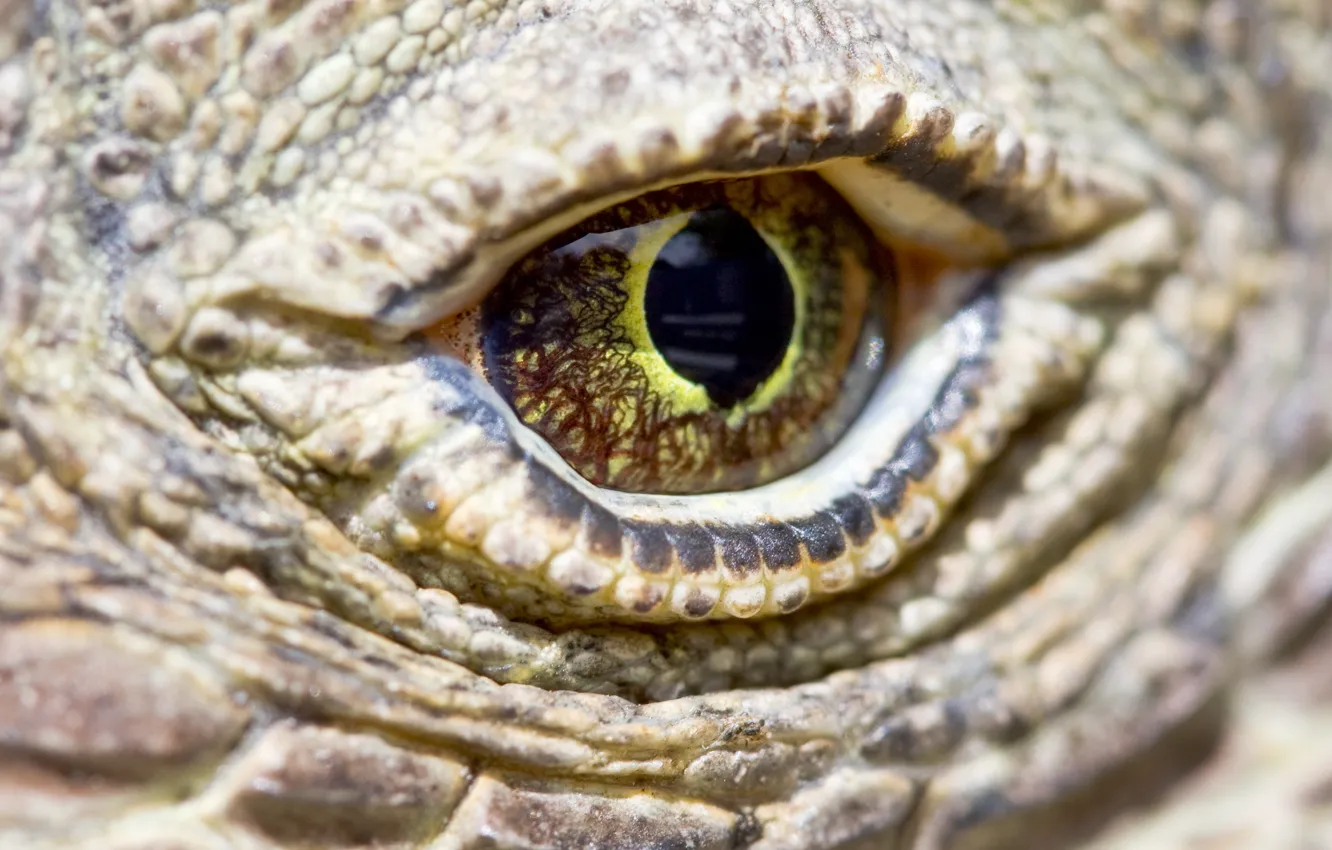 Photo wallpaper eye, reptile, scales, komodo dragon