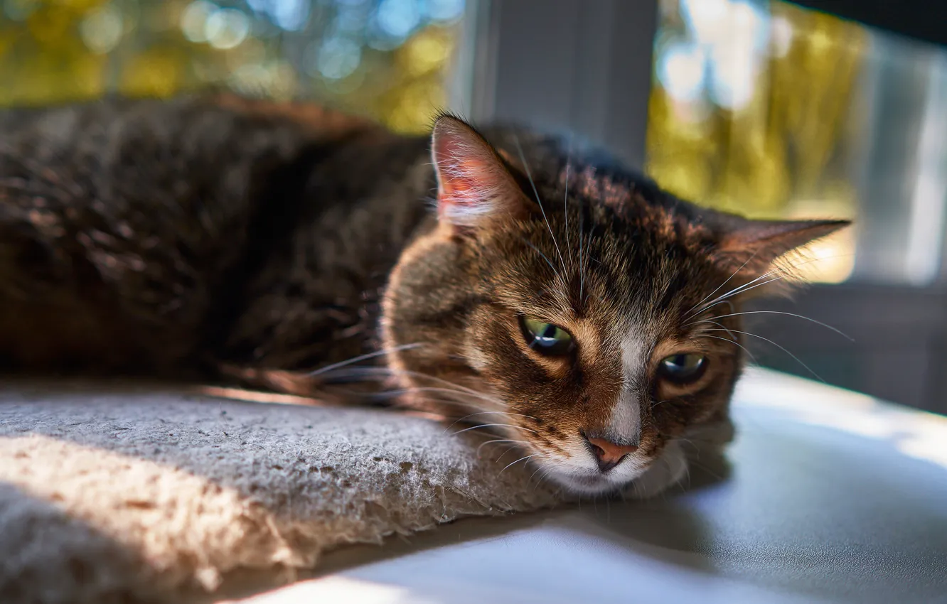 Photo wallpaper cat, light, window, lies