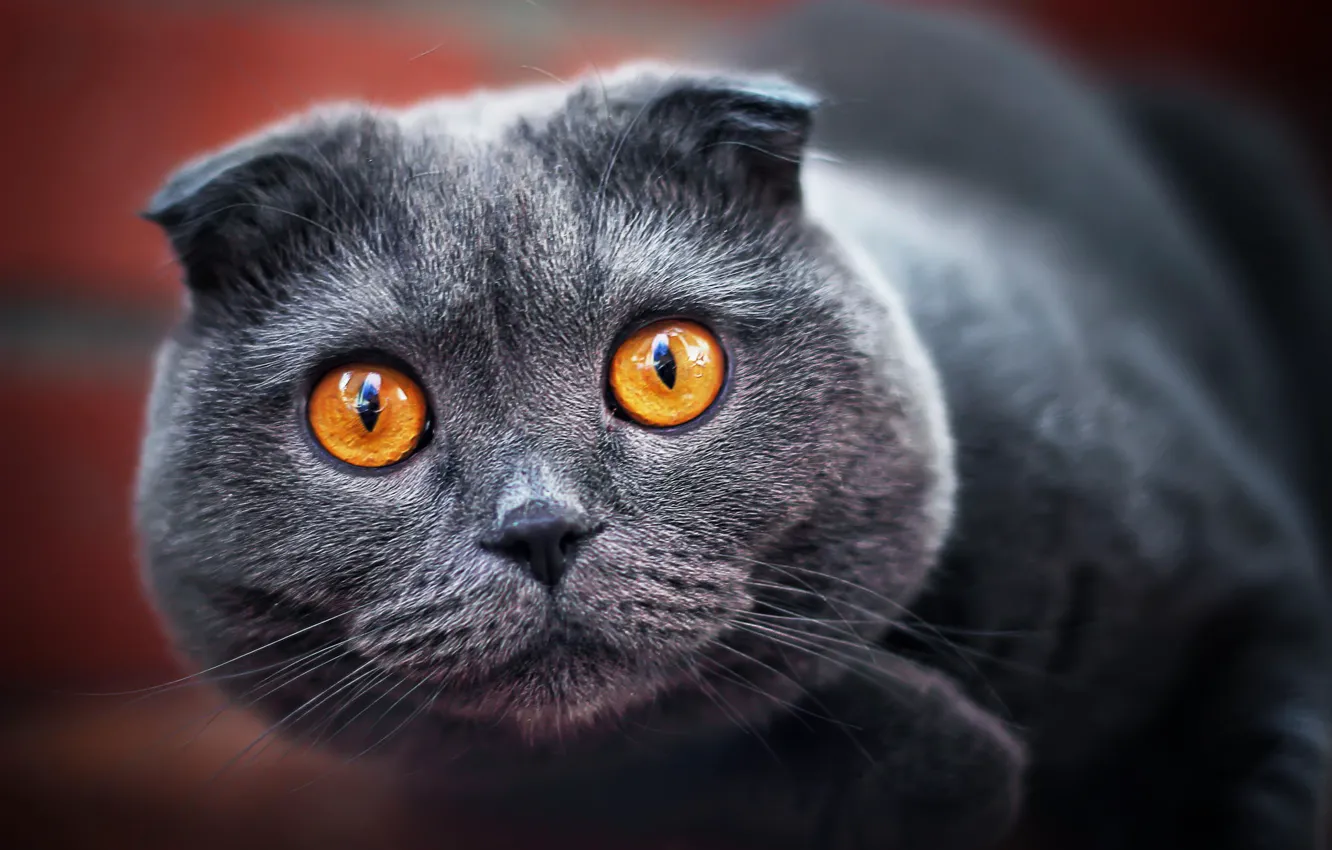 Photo wallpaper cat, look, grey, fold, ash