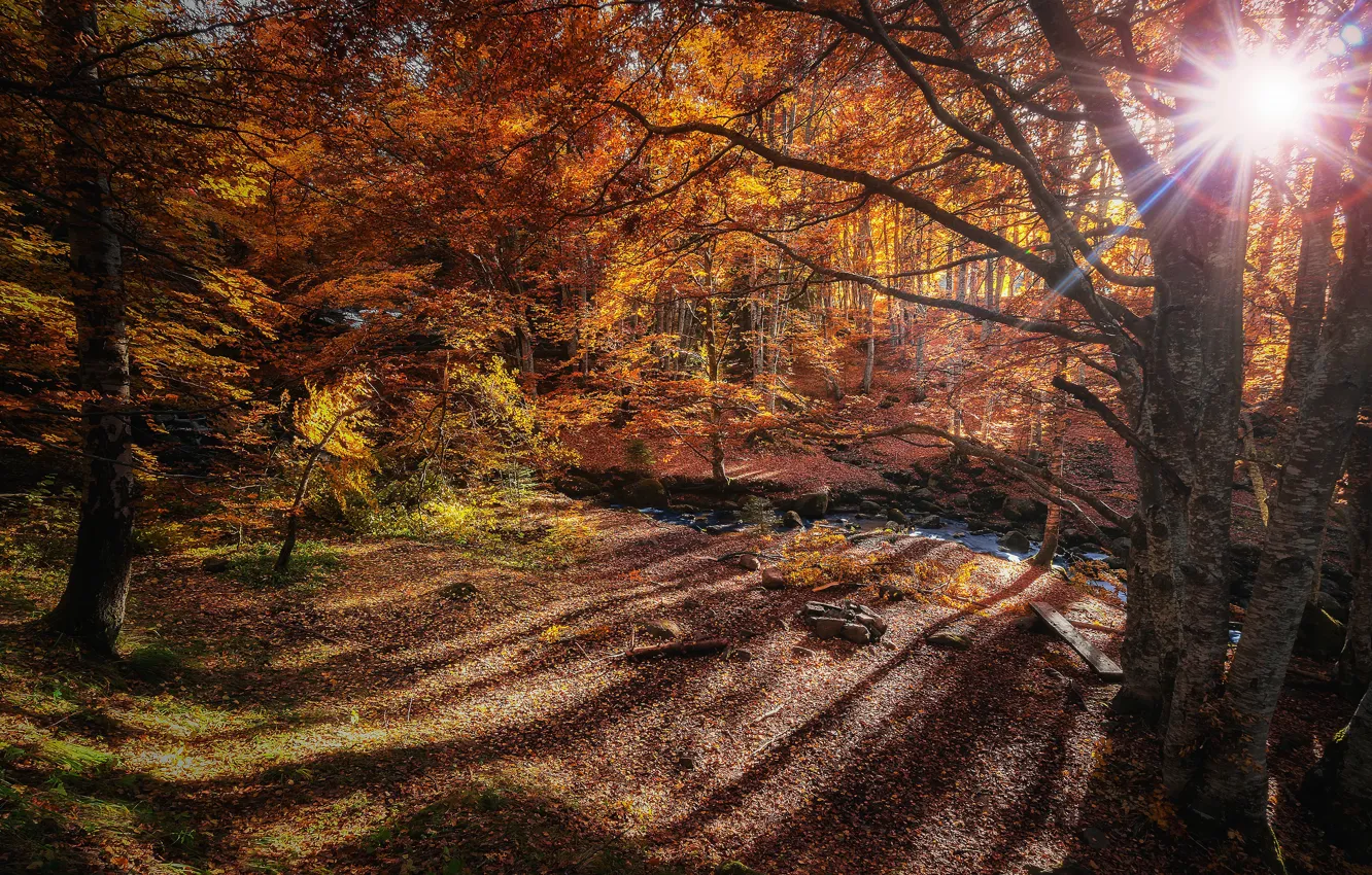 Photo wallpaper autumn, forest, the sun, rays, light, trees, branches, strip