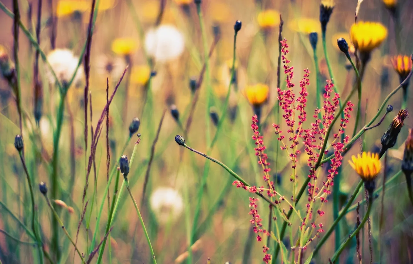 Photo wallpaper summer, grass, flowers, nature, background, Wallpaper, glade, plant