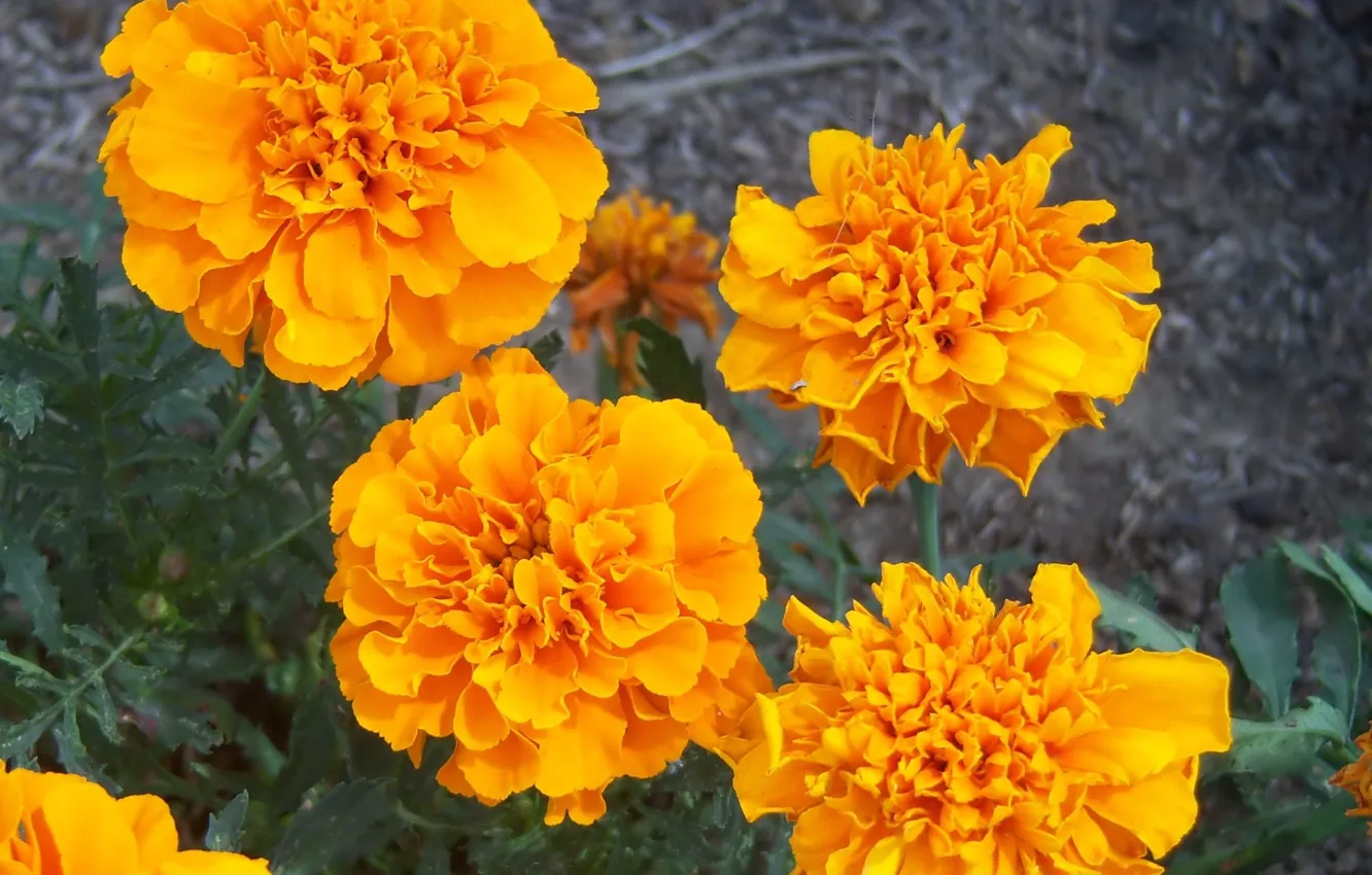 Photo wallpaper flowers, orange, marigolds, Meduzanol ©