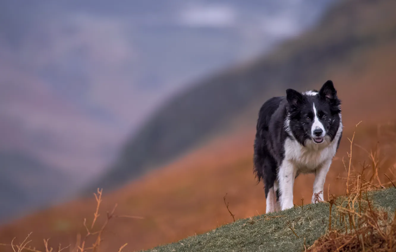 Photo wallpaper landscape, mountains, dog, the border collie, Wallpaper from lolita777