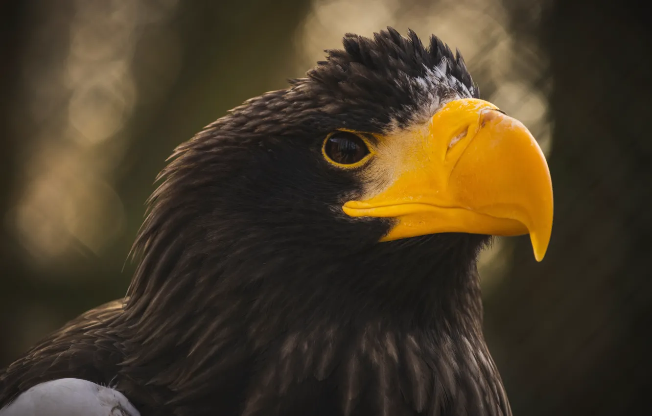 Photo wallpaper look, bird, eagle, portrait, Steller's sea eagle