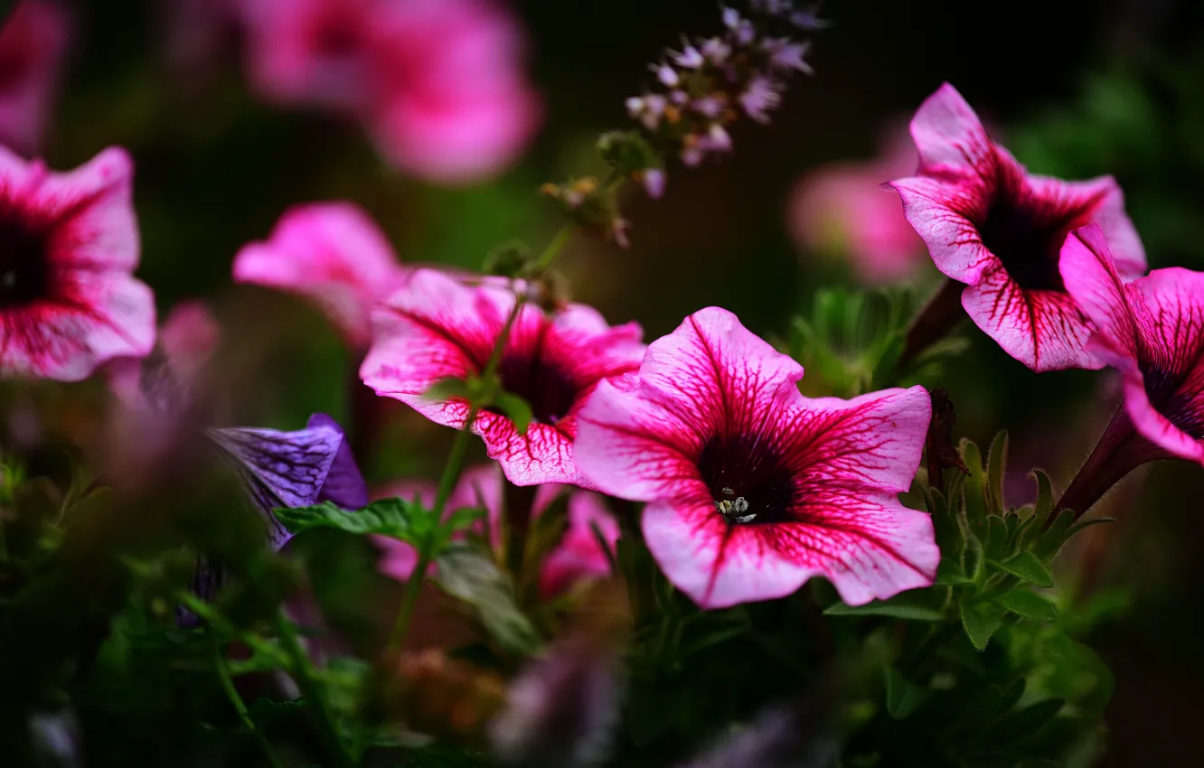 Photo wallpaper summer, flowers, the dark background, bright, garden, pink, flowerbed, bokeh