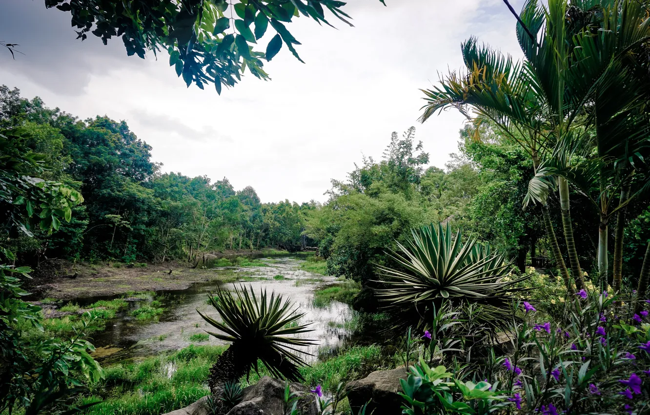 Photo wallpaper forest, the sky, clouds, trees, landscape, nature, tropics, palm trees