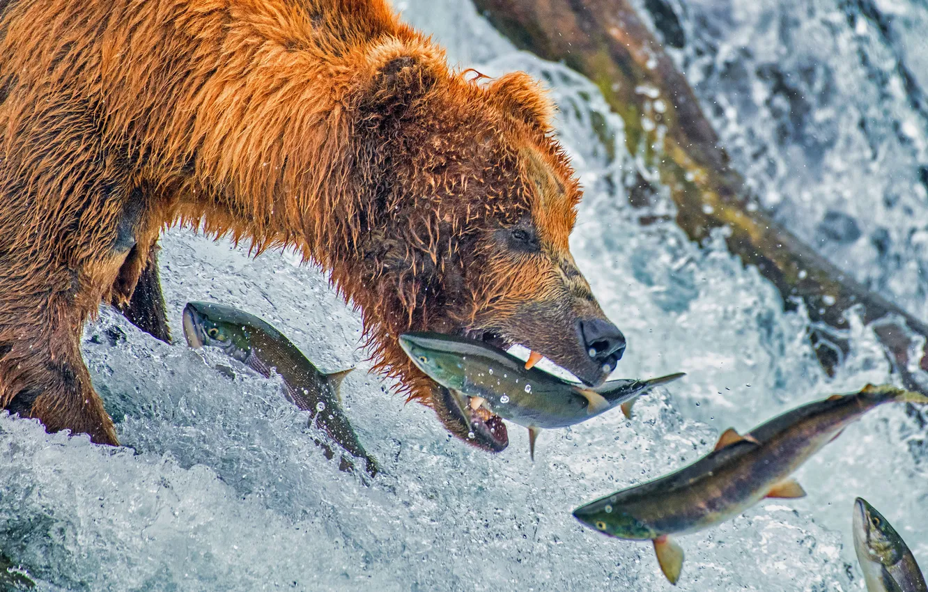 Photo wallpaper river, fishing, fish, bear, mining