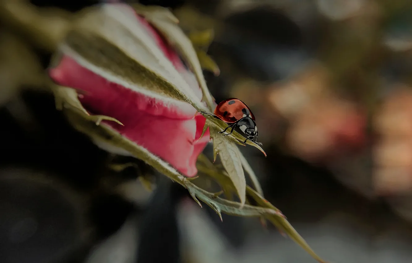 Photo wallpaper flower, macro, nature, rose, ladybug, beetle, Bud, art