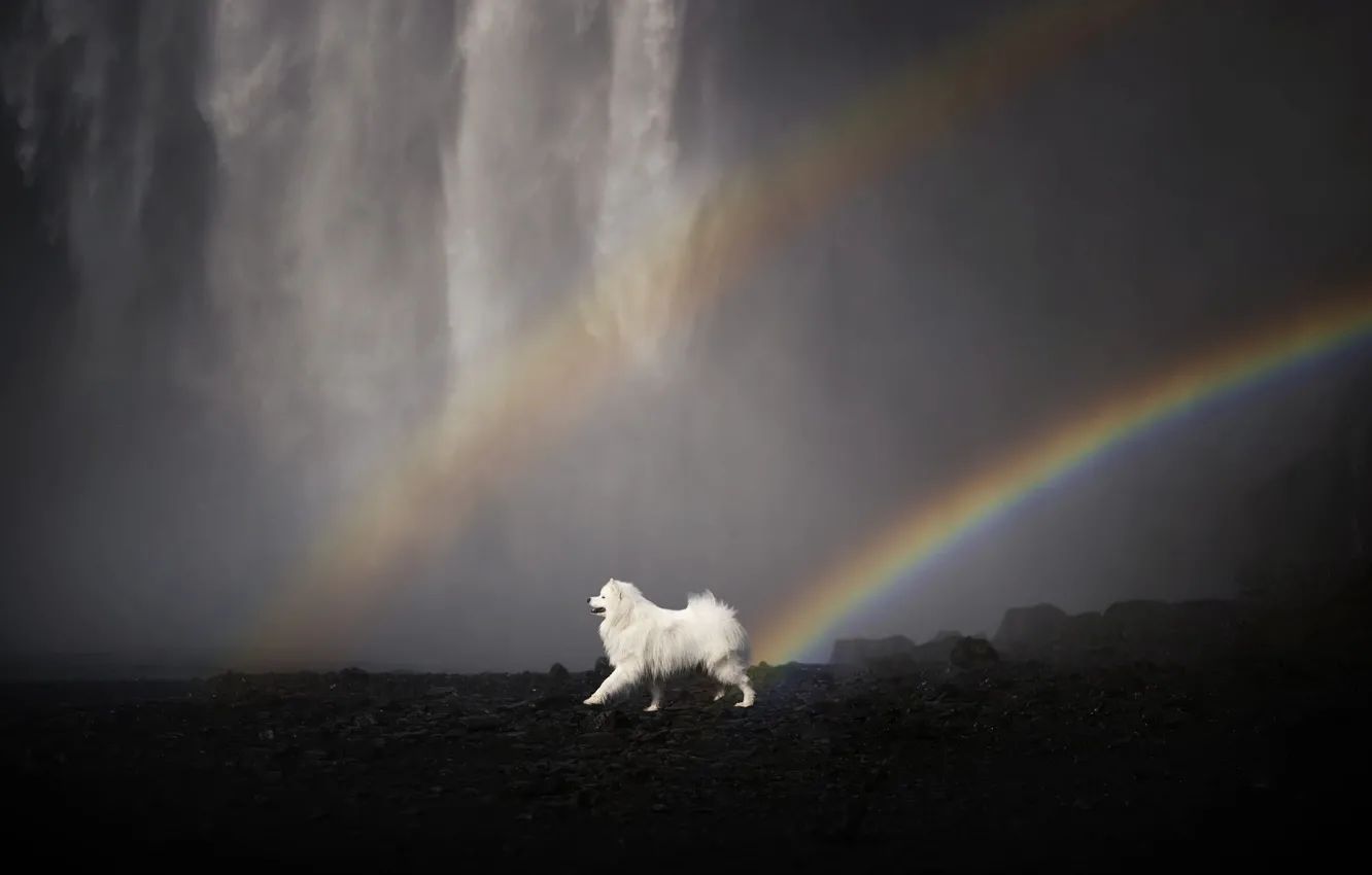 Photo wallpaper nature, pose, stones, shore, waterfall, dog, rainbow, Samoyed