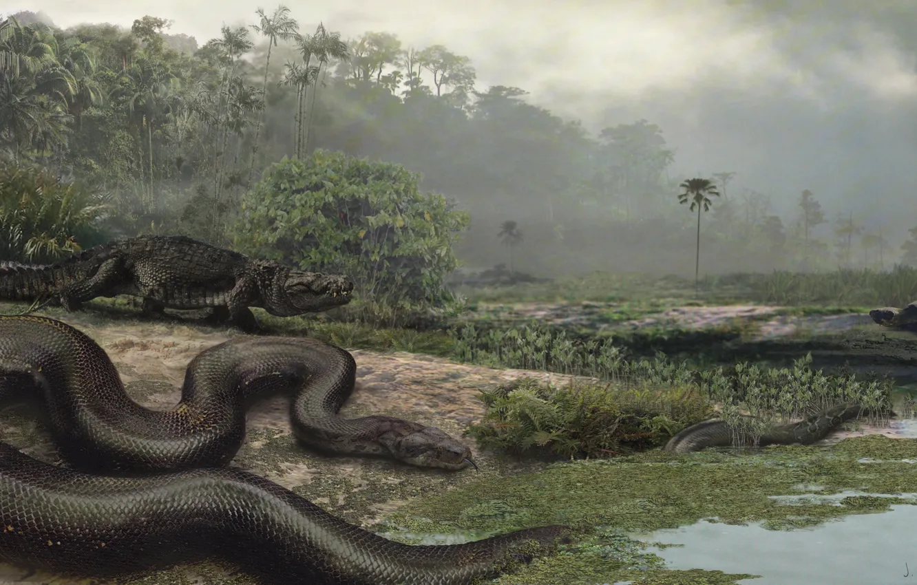 Photo wallpaper Illustration, Titanoboa Cerrejonensis, Giant Snake, Paleocene