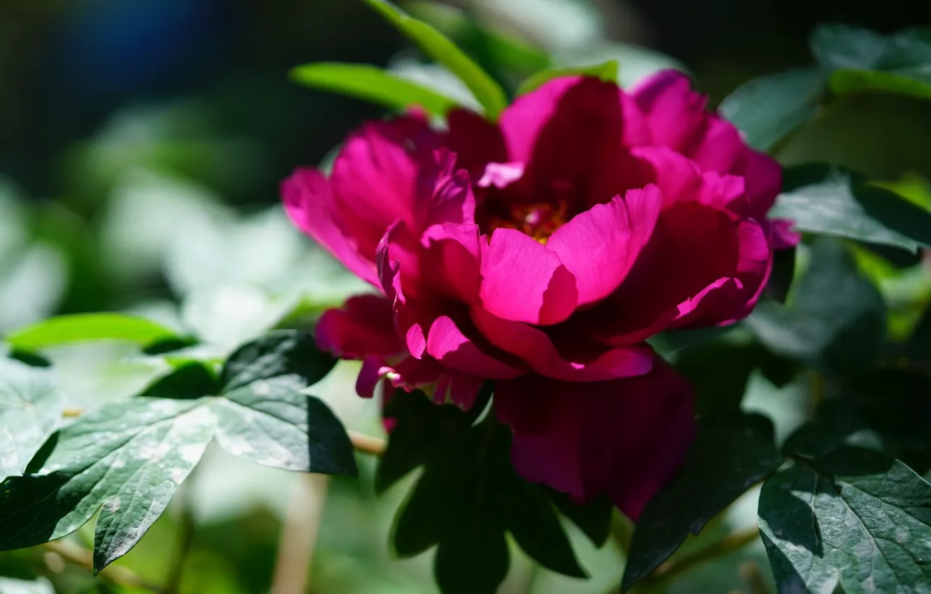 Photo wallpaper macro, flowers, pink, peonies