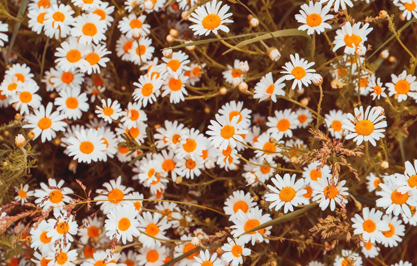 Photo wallpaper flowers, glade, chamomile, white, a lot, bokeh, chamomile field