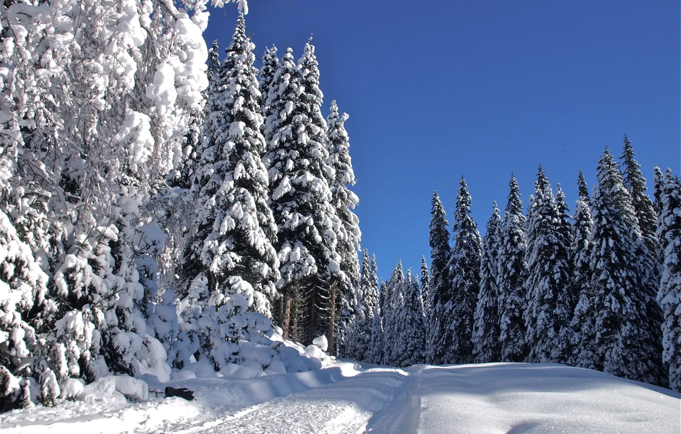 Photo wallpaper winter, road, snow, trees, landscape