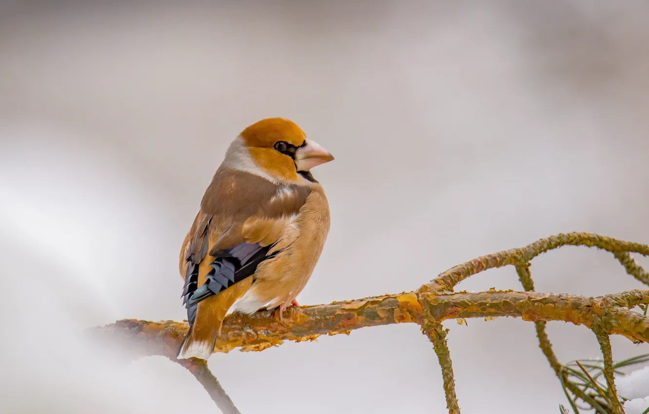 Photo wallpaper winter, nature, bird, Grosbeak